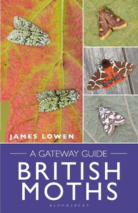 Abbildung von: British Moths - Bloomsbury Wildlife