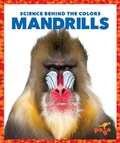 Cover: Mandrills - Pogo Books