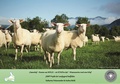 Cover: "Haarschaf - Komme was WOLLE - wir SCHAFen das" - Tauriska