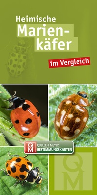 Abbildung von: Heimische Marienkäfer - Quelle & Meyer