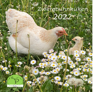 Abbildung von: Zwerghuhnküken 2022 - Birgit Maier