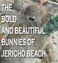 Cover: The Bold and Beautiful Bunnies of Jericho Beach - Rowena Kong