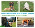 Cover: Der herabschauende Hund - DuMont Buchverlag
