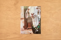 Enlarge image Cover: Geiss - Edition Haus am Gern