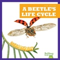 Cover: A Beetle's Life Cycle - Bullfrog Books