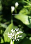 Cover: In the Woods - Edward Wright