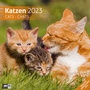 Bild: Katzen Kalender 2023 - 30x30 - Ackermann Kunstverlag