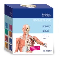 Abbildung von: PROMETHEUS LernKarten der Anatomie - Thieme