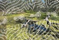Cover: Mosses and Marshes - Andrew Howe Art