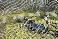 Enlarge image Cover: Mosses and Marshes - Andrew Howe Art