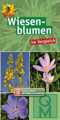 Abbildung von: Wiesenblumen - Quelle & Meyer