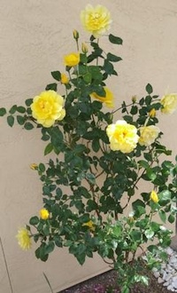 Abbildung von: A Journey Called Hope - Lulu.com