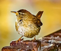 Abbildung von: Dans la peau d'un oiseau - Books on Demand