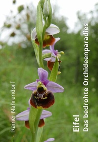 Abbildung von: Eifel - Das bedrohte Orchideenparadies - epubli