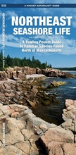 Cover: Northeast Seashore Life, 2nd Ed - Waterford Press Ltd
