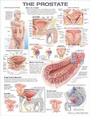 Cover: The Prostate Anatomical Chart - WOLTERS KLUWER HEALTH