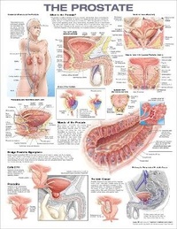 Enlarge image Cover: The Prostate Anatomical Chart - WOLTERS KLUWER HEALTH