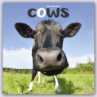 Abbildung von: Cows - Kühe 2023 - 16-Monatskalender - Avonside Publishing Ltd
