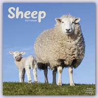 Abbildung von: Sheep - Schafe 2023 - 16-Monatskalender - Avonside Publishing Ltd