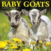 Abbildung von: Baby Goats 2023 Wall Calendar - Willow Creek Press