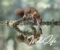 Cover: WaldLife 2023 - Korsch Verlag