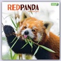 Cover: Red Panda - Rote Pandas - Rote Pandab&auml;ren 2023 - Brown Trout-Auslieferer Flechsig