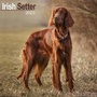 Bild: Irish Setter - Irish Setter 2023 - 16-Monatskalender - Avonside Publishing Ltd