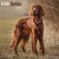 Bild vergrößern Bild: Irish Setter - Irish Setter 2023 - 16-Monatskalender - Avonside Publishing Ltd