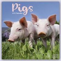 Abbildung von: Pigs - Schweine 2023- 16-Monatskalender - Avonside Publishing Ltd