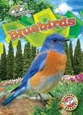 Cover: Bluebirds - Blastoff! Readers