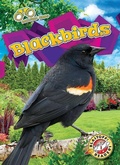 Cover: Blackbirds - Blastoff! Readers