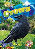 Cover: Crows - Blastoff! Readers