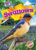 Cover: Swallows - Blastoff! Readers
