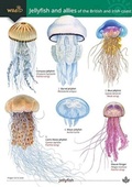 Cover: Jellyfish and allies of the British and Irish Coast 2022 - Field Studies Council