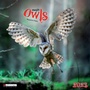 Cover: Magic Owls 2023 - Tushita PaperArt GmbH