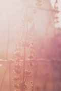 Cover: Good Morning - Lulu.com