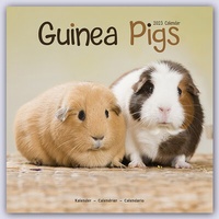 Abbildung von: Guinea Pigs - Meerschweinchen 2023 - 16-Monatskalender - Avonside Publishing Ltd