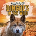 Cover: Dingoes in the Wild - Gareth Stevens Publishing