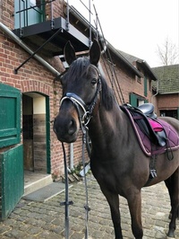 Abbildung von: Horse Performance - Books on Demand