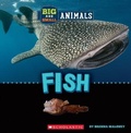 Cover: Fish (Wild World: Big and Small Animals) - C. Press/F. Watts Trade