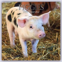 Abbildung von: Piggies - Ferkel Schweine 2023 - 16-Monatskalender - Brown Trout-Auslieferer Flechsig
