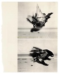 Cover: Carmen Winant: Arrangements - Self Publish, Be Happy