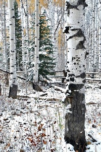 Enlarge image Cover: Going It Alone - Bangtail Press