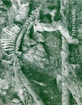 Cover: Pirschgang - Adalbert-Stifter-Institut des Landes Ober&ouml;sterreich