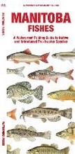 Cover: Manitoba Fishes - Waterford Press Ltd