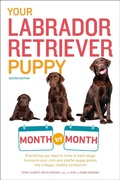 Cover: Your Labrador Retriever Puppy Month by Month, 2nd Edition - DK