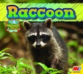 Cover: Raccoon - Av2