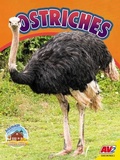 Cover: Ostriches - Av2
