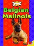 Cover: Belgian Malinois - Av2