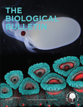 Bild: The Biological Bulletin - University of Chicago Press